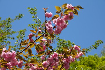 Image showing Japanese cherry