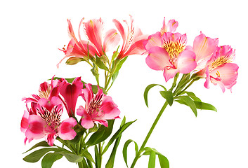 Image showing Lilies (alstroemeria) on white background