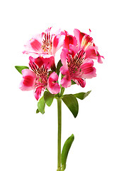 Image showing Lilies bud (alstroemeria) on white background