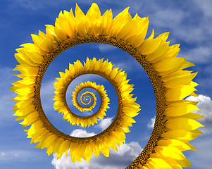 Image showing Sunflower spiral