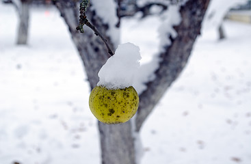 Image showing closeup apple covered winter snow hang tree branch 