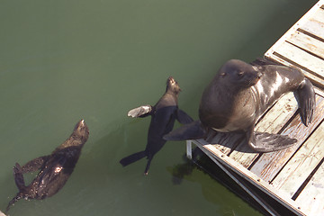 Image showing   Seals