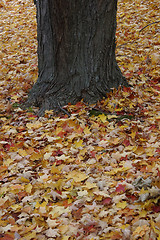 Image showing Fallen Leaves