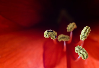 Image showing Red Amaryllis Macro