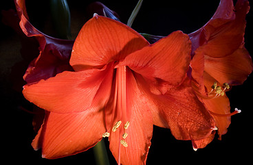 Image showing Red Amaryllis