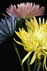 Image showing Spring Mums