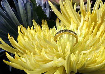 Image showing Spring Mums