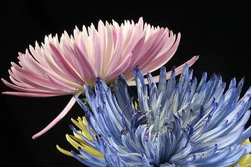 Image showing Spring Mums