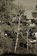 Image showing Lone Tree Black and White