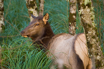 Image showing Elk, Fort Stevens