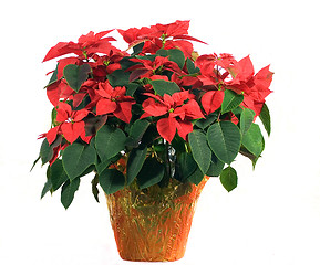 Image showing Poinsettia on White