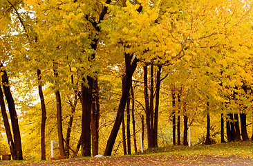 Image showing Fall Color, Cork Elm Grove1