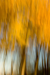 Image showing Abstract/Impressionist Elm Grove