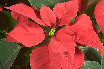 Image showing Poinsettia 3