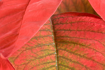 Image showing Poinsettia Leaf