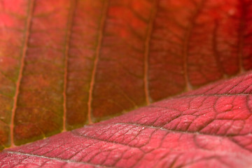 Image showing Poinsettia Leaf Super Macro