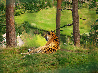 Image showing Tiger on a hill