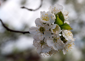 Image showing Bud of Cherry Tree