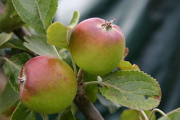 Image showing apples