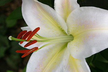 Image showing white lily