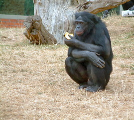 Image showing chimpanzee