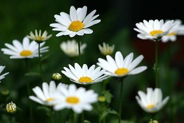 Image showing daisies