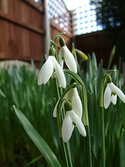 Image showing snowdrops