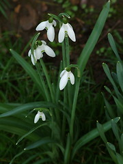 Image showing snowdrops