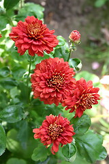 Image showing red chrysanthemums