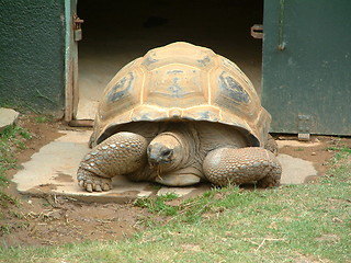 Image showing tortoise