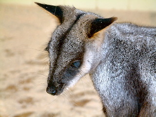 Image showing baby wallaby