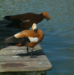 Image showing geese