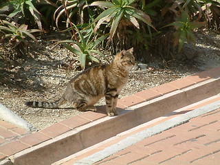 Image showing cat