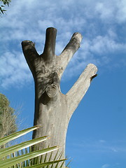 Image showing dead tree trunk