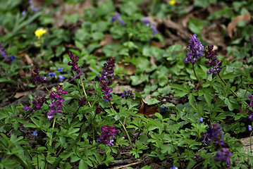 Image showing Wild Flowers