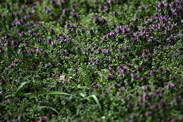 Image showing Wild Flowers