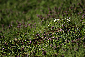 Image showing Wild Flowers