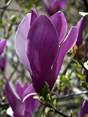 Image showing Magnolia