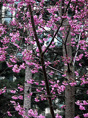 Image showing Pink Blossoms