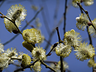 Image showing Yellow Blossoms