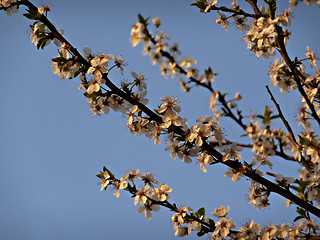Image showing White Blossoms