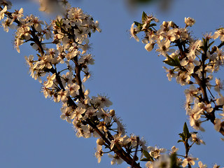 Image showing White Blossoms