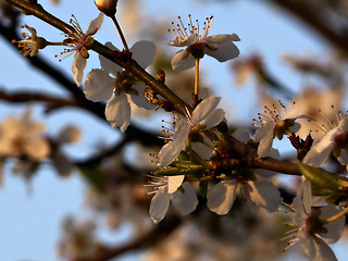 Image showing White Blossoms