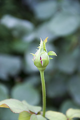 Image showing Rose bud