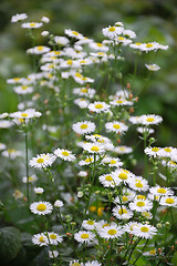 Image showing Daisy in garden