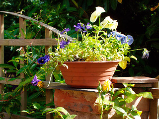 Image showing Flower pot