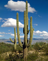 Image showing Saguaro, Arizona