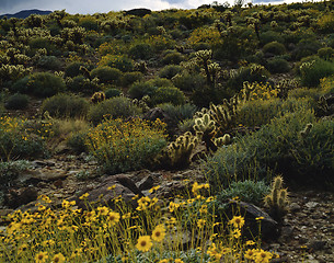 Image showing Mojave Desert