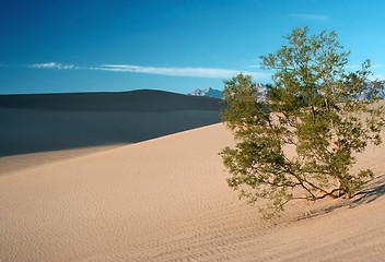 Image showing Mesquite Tree