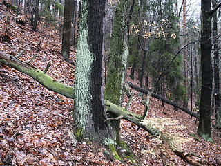 Image showing Autumn forest